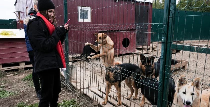 Как мы подарили собачьему приюту 1,3 млн рублей, а собаки нам — бесконечную любовь