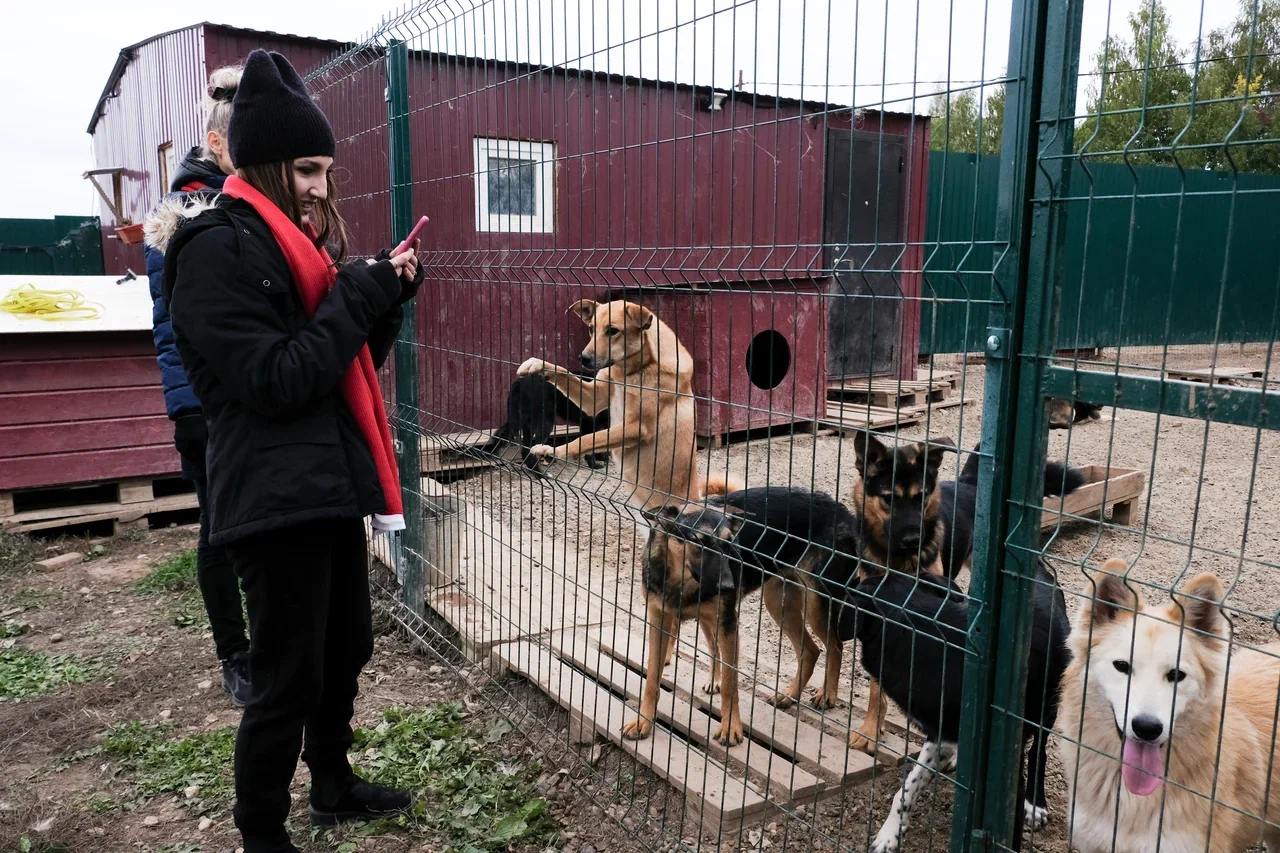 DSCF4228 - Как мы подарили собачьему приюту 1,3 млн рублей, а собаки нам — бесконечную любовь - 9